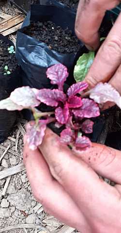 Siembra de las plantas