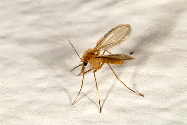 Edouard y Ettiene Sergent