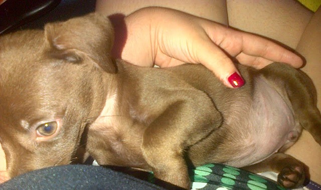 my second bitch almost hangs herself