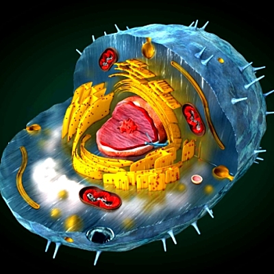 Timeline: LINEA DE TIEMPO PARA ESTUDIO DE LA CÉLULA