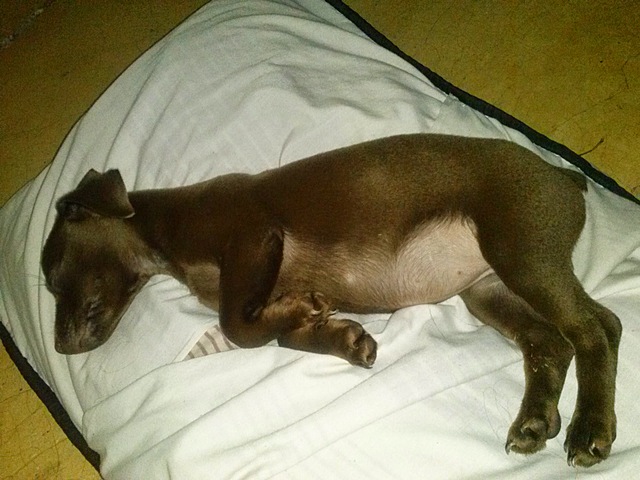 I became fond of my pets