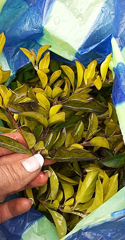 Siembre de la Duranta