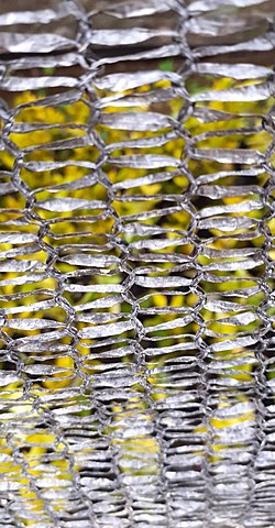 Siembre de la Duranta