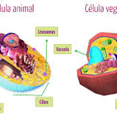 Timeline: La celula: su historia