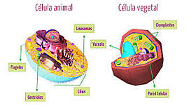 Timeline: La celula: su historia