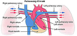 Sistema circulatorio pulmonar