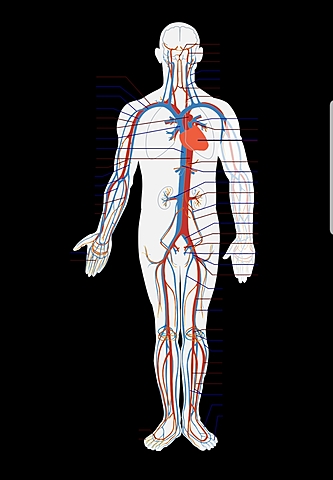 Sistema circulatorio pulmonar