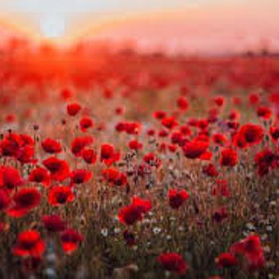 Timeline: World War 1