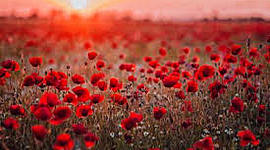 Timeline: World War 1