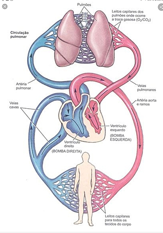 Sistema circulatorio pulmonar