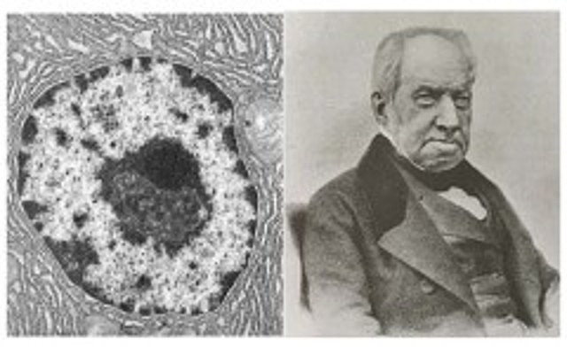 1831. Se identificó el núcleo de una célula