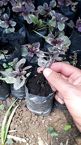 Riego y observacion del desarrollo de la raíz