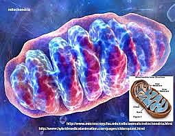 1898. Se identifican las mitocondrias