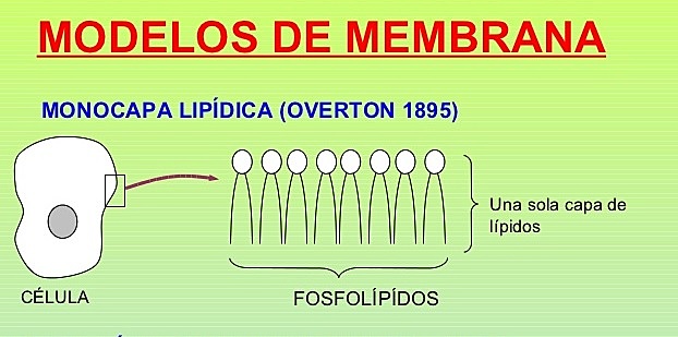 1899. Naturaleza de la membrana celular