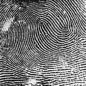 Collection of fingerprints