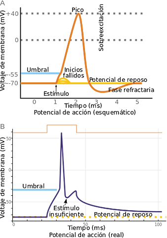 Impulsos Nerviosos, Goltch