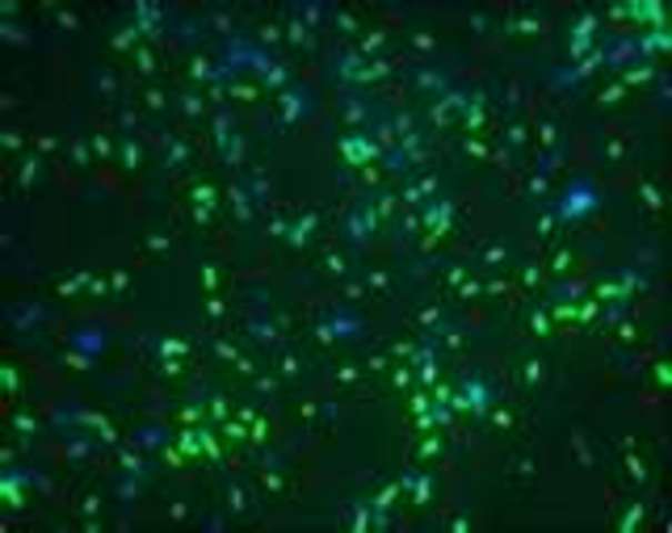 3.8 Billion Years Ago: Bacteria Diversify