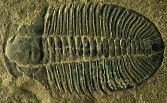 3.5 Billion Years Ago: Oldest Fossils