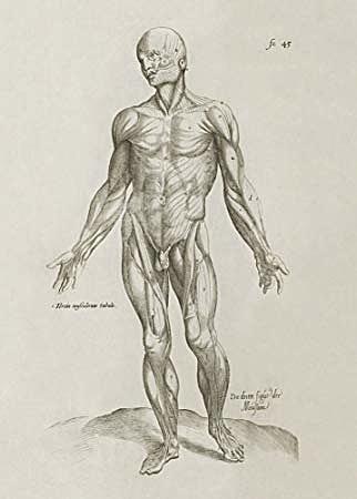 De humani corporis fabrica libri septem