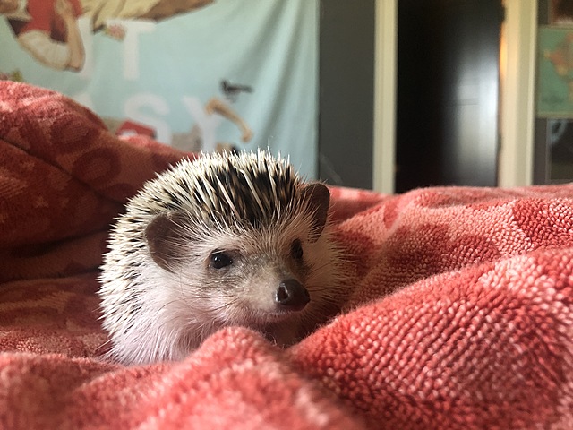 the day i got my hedgehog