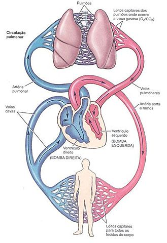 Sistema circulatorio pulmonar