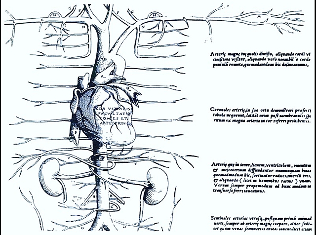 Sistema circulatorio pulmonar