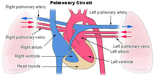 Sistema circulatorio pulmonar