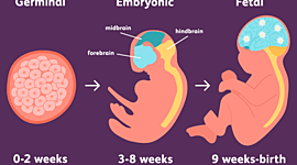 Timeline: Prenatal Timeline