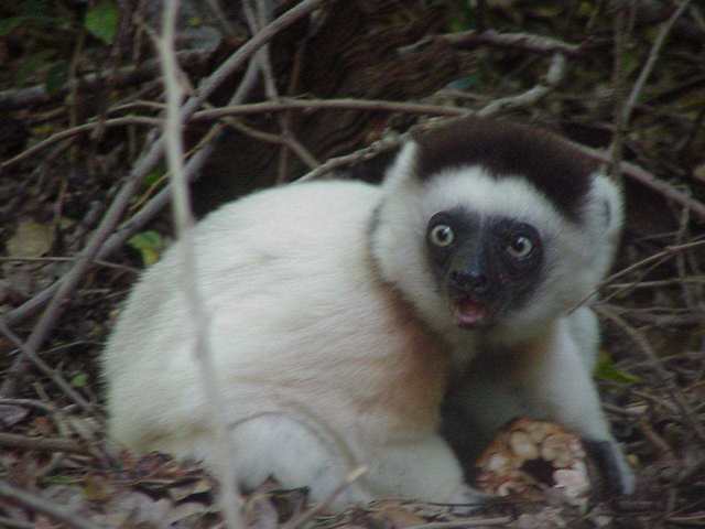 60 Million Years Ago: Primates