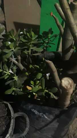 Corte de los esquejes