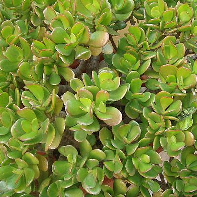 Timeline: Siembra  por esqueje de la planta de Jade