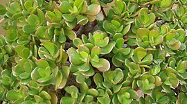 Timeline: Siembra  por esqueje de la planta de Jade