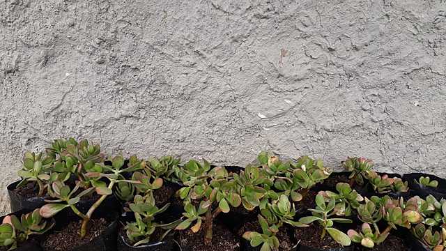 Observación y riego de las plantas