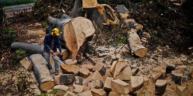 Erradicación de árboles