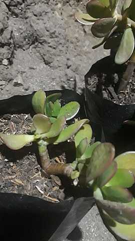 Observación de la platas