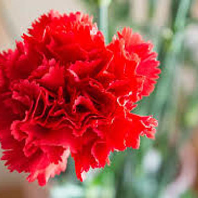 Timeline: GERMINACION DE CLAVEL "BOTANICA"