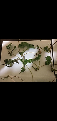 Preparacion de materiales