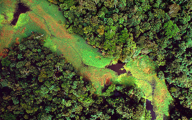 LA AMAZONIA Y LA GLOBALIZACIÓN