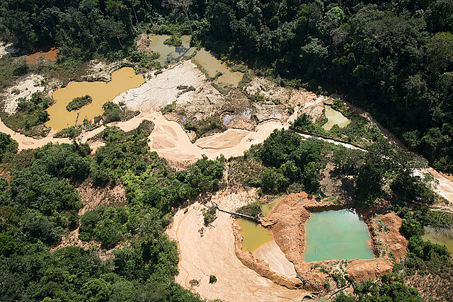 Problemas en la selva