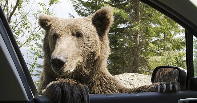 Osos hambrientos (Últimas décadas)