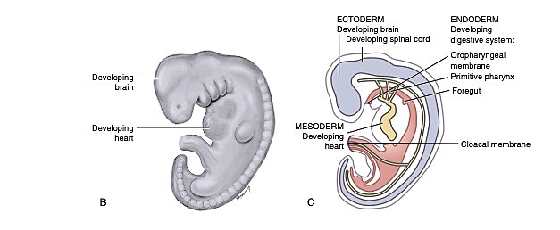 3rd week - Embryonic Period