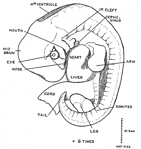 4th week - Embryonic Period
