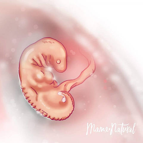 6th week - Embryonic Period