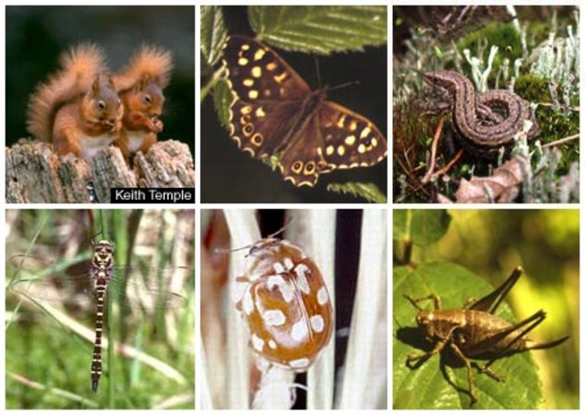 250 mya 90 percent of all species go extinct.