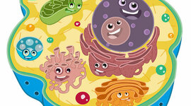 Timeline: LA CÉLULA