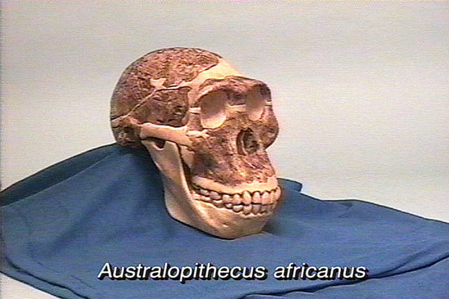 (5.2 mya) Hominids