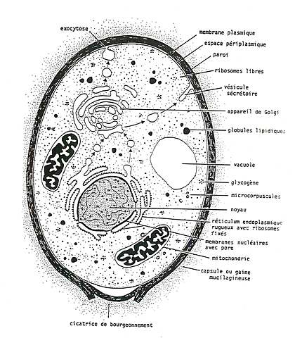 Premier croquis de cellules