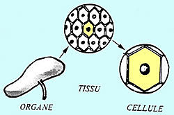 Première définition de la théorie cellulaire