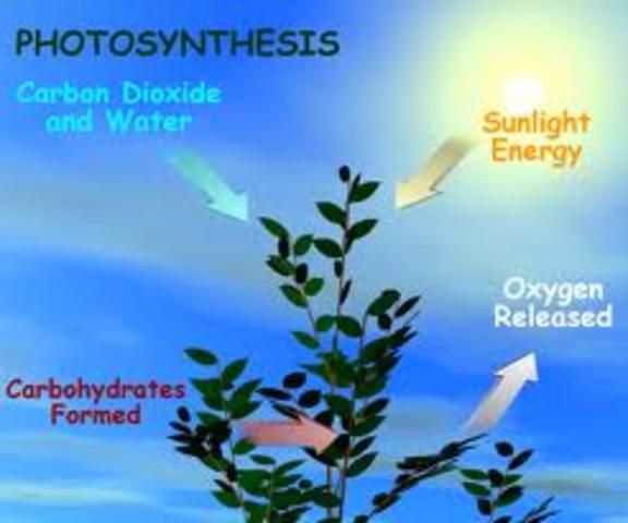 photosynthesizing bacteria (3.7 bya)