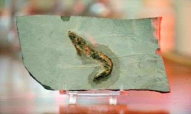 oldest fossil (3.5 bya)